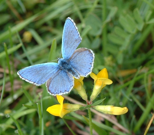 Polyommatus  sp.